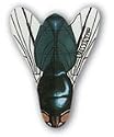 Dart Flight V-Wing 33030 FREE SHIPPING