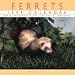 Cal 99 Ferrets