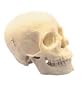 First Class Human Skull 320C