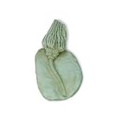5 In Crinoid