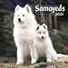 Samoyeds 2010 Wall Calendar