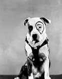 PETE THE DOG