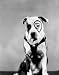 PETE THE DOG