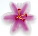 Hibiscus Flower Hawaiian Luau Party Lights Home Decor