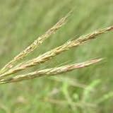 Big Bluestem (Andropogon gerardii) - Jumbo Wildflower Seed Packet