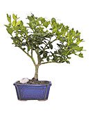 Plum Bonsai