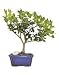 Plum Bonsai