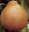 Minneola Tangelo Premium Sized Tree