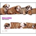 Bulldog 2009 Deluxe Wall Calendar