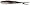 Black Shad