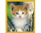 Looking for Trouble Bookmark