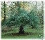 Flamingo Plants & Seeds BUTIA CAPITATA Pindo Palm 1000 seeds