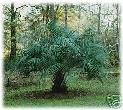 Flamingo Plants & Seeds BUTIA CAPITATA Pindo Palm 1000 seeds