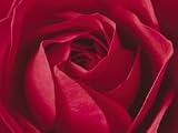 L importance c est la Rose, Print, 400 x 500 mm, Artist: Prisma