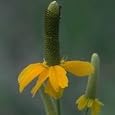 Ratibida columnifera (Long-Headed Coneflower) - Bulk Wildflower Seeds