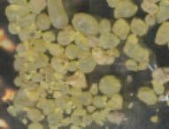 Gum Mastic - 1 Ounce - Bulk Incense Resin