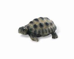 BULLY Landschildkröten-Junges