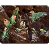 LOVEBIRDS LOVE BIRD Mouse Mat / Pad