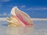 Queen Conch Shell, Pink and Orange,9-10"Appx.,Premium Quality