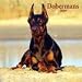 Dobermans 2009 Wall Calendar