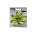 Fluval Chi Lily Flower Plastic Aquarium Plant 5