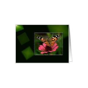 Amazon.com: American Painted Lady Butterfly - Blank Car