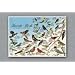 Hoffmaster 702025 Dollar Wise Recycled Paper Fashion Placemat, 14" Length x 10" Width, Favorite Birds (Case of 1000)