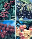 Bing Cherry Tree Five Gallon
