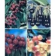 Bing Cherry Tree Five Gallon