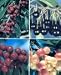 Bing Cherry Tree Five Gallon