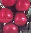 Satsuma Plum Tree Five Gallon