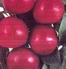 Satsuma Plum Tree Five Gallon