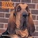 Book Dog Breeds Bloodhounds Calendar