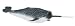 Narwhal, Monterey Bay Aquarium