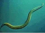 Beneficial Nematodes, 7 million active units