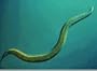 Beneficial Nematodes, 7 million active units