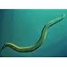 Beneficial Nematodes, 7 million active units