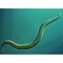 Beneficial Nematodes, 7 million active units