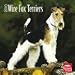 terrier4 - Wire Fox Terriers 2010 Wall Calendar