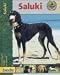 Image of Saluki, Praxisratgeber