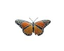 Clearly Charming Monarch Butterfly Silver and Enamel Pin