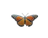 Clearly Charming Monarch Butterfly Silver and Enamel Pin