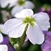 Malcolmia maritima (Virginia Stock) - Bulk Wildflower Seeds