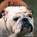 Bulldogs 2008 Wall Calendar - Dog Calendars