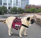 Kyjen Company Backpack Urban Adventure Medium - OH00972