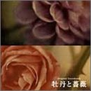 フジテレビ系(東海テレビ制作)全国ネット連続ドラマ「牡丹と薔薇」オリジナル・サウンドトラック TVサントラ 岡本知高 松本隆 中川幸太郎 島健