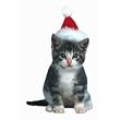 Spinny The Kitten With Santa Hat Die-Cut Photographic Magnet