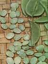 Lima Bean Seeds: Carolina Pole Lima Beans 1/2 lb.