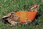 Quail Restraint Harness for Dog Training