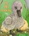 The Ugly Duckling (Pudgy Pals)